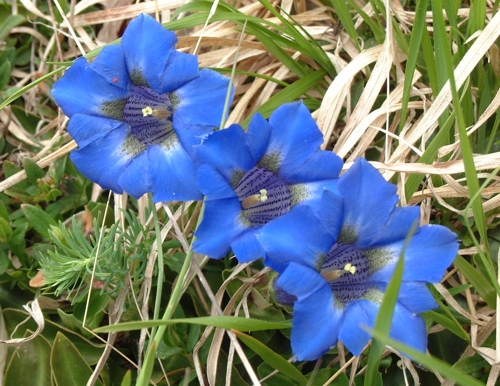 Genziana dinarica / Genziana degli Appennini
